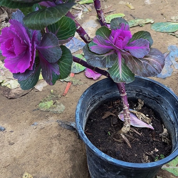 玫红色路西路多头一颗