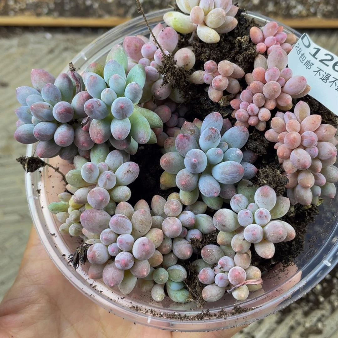 OTO多肉切糕优选DY1269