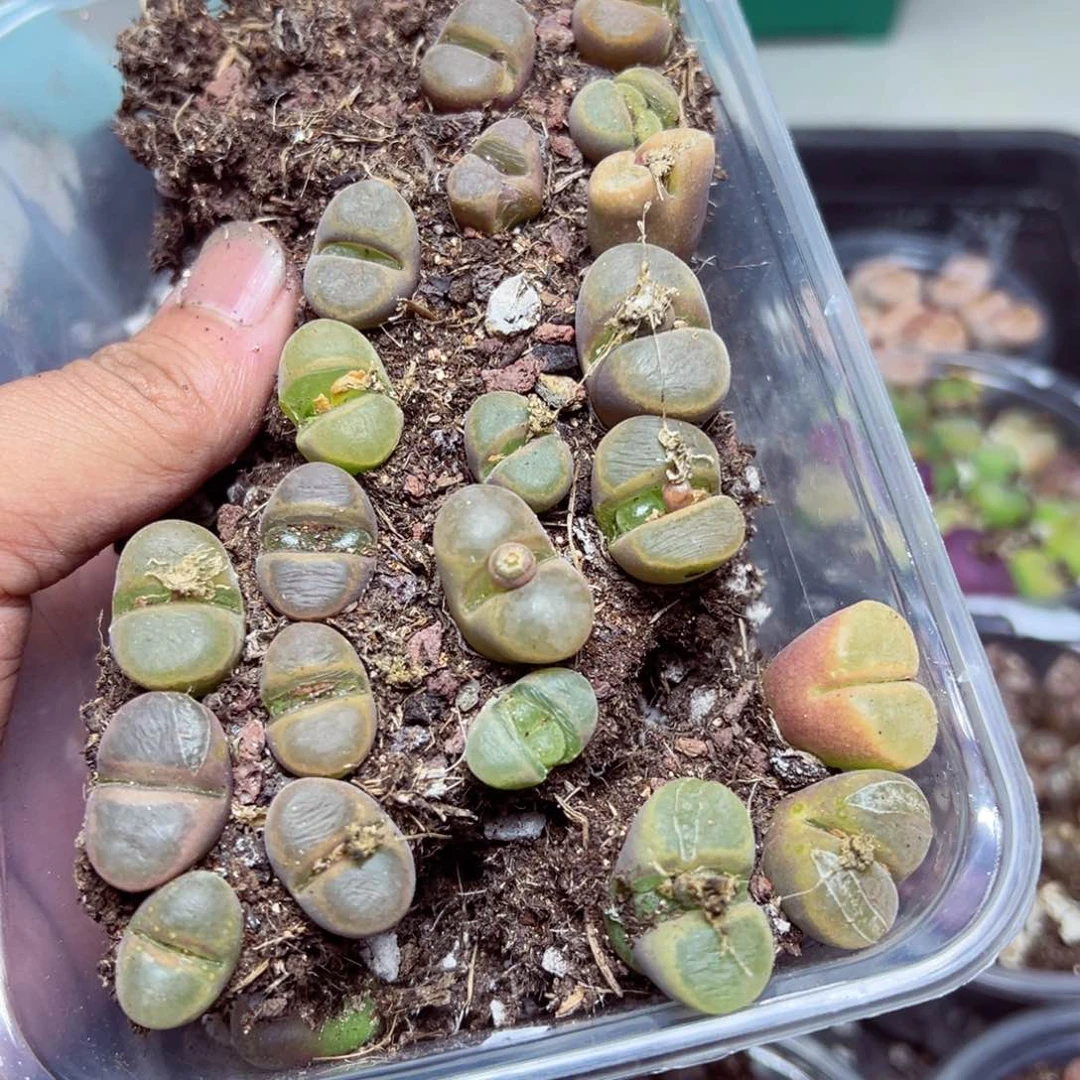 【闪购商品】 141.