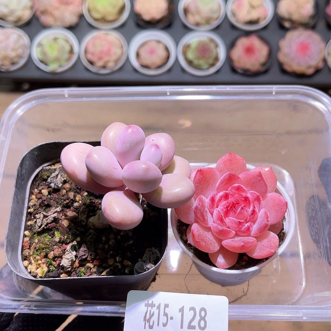 花利美15-128桃蛋➕果汁