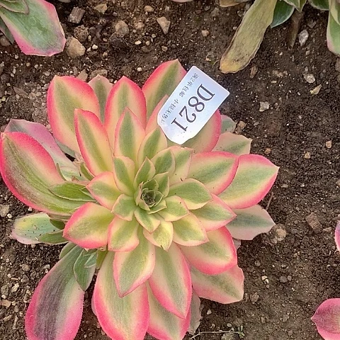 821女郎多肉量拍