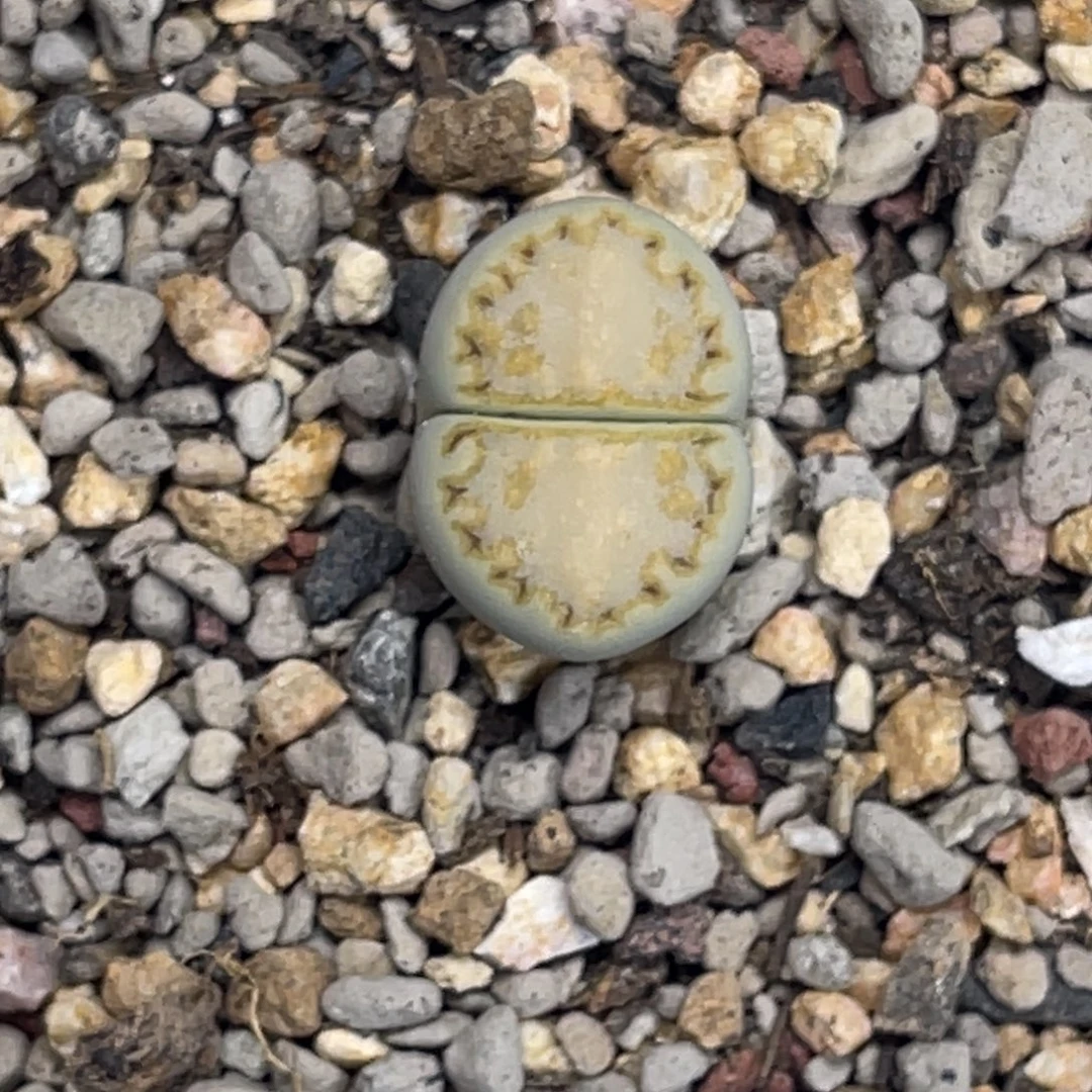 6762黄绿饼干1尺寸1.4