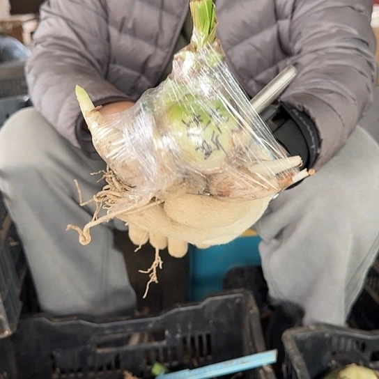 斯巴达克斯籽播苗 7.5～8带3个侧 开花无售后