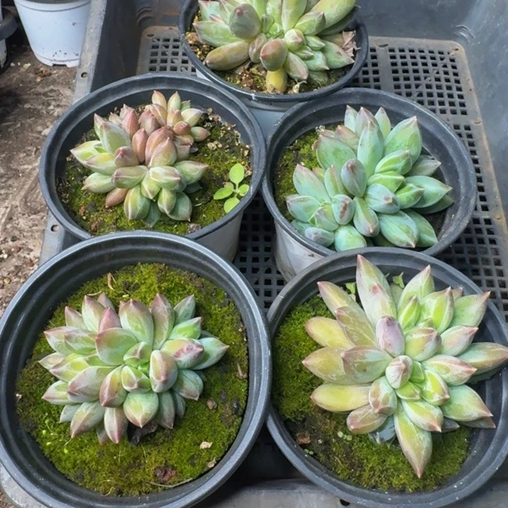 148多肉植物一物一拍