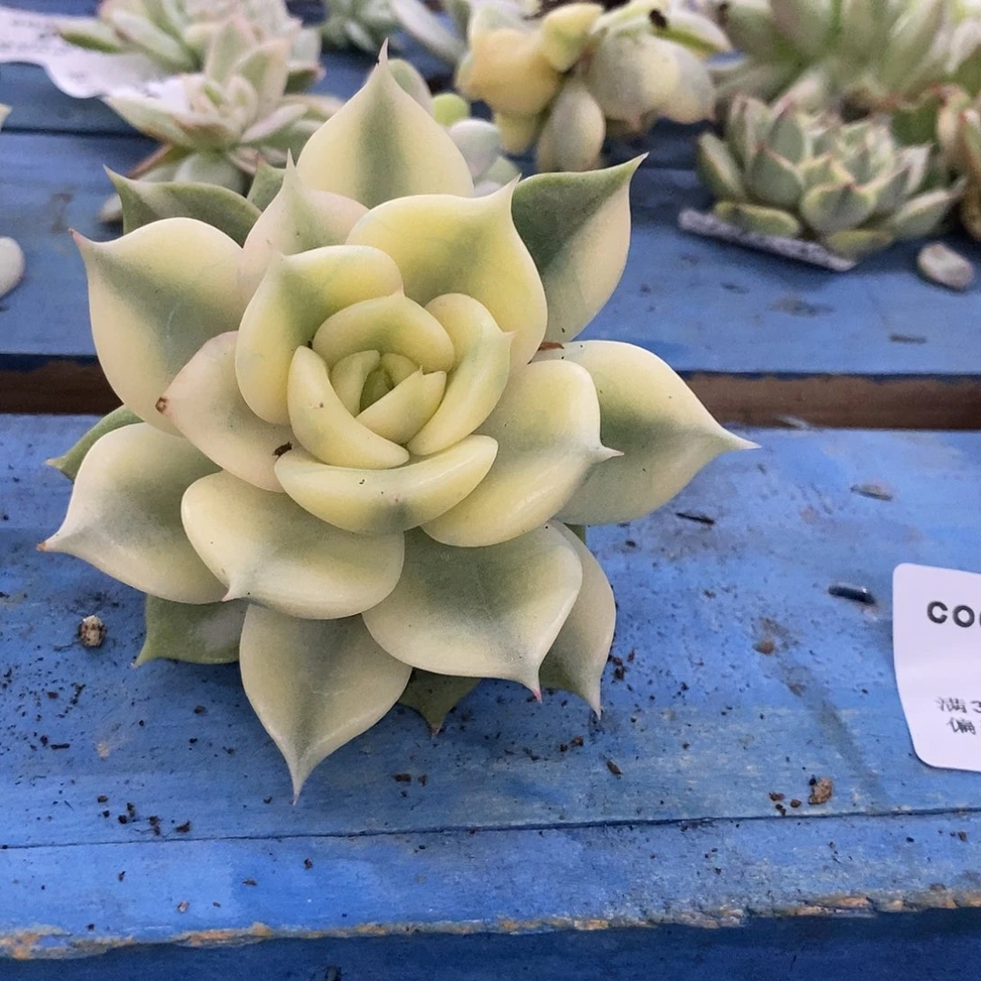 718贝加尔湖覆轮锦炸多肉植物