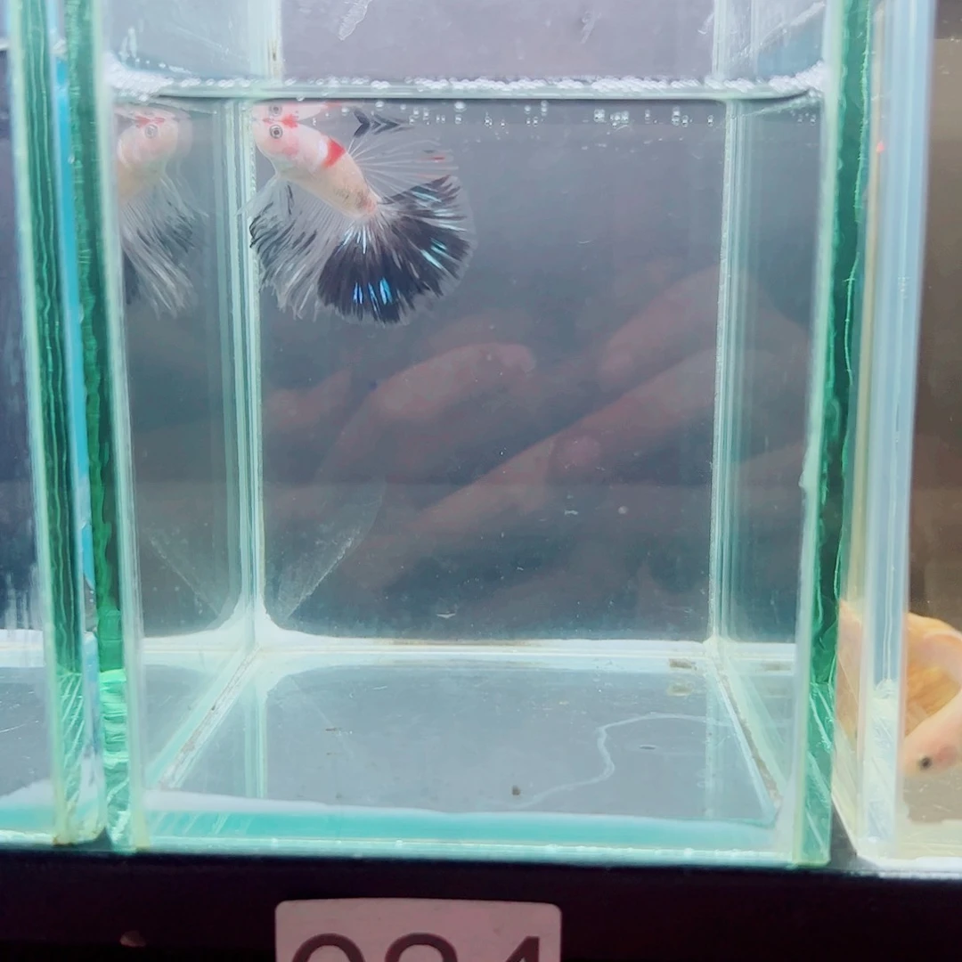 斗鱼骂****斩赤道斗鱼