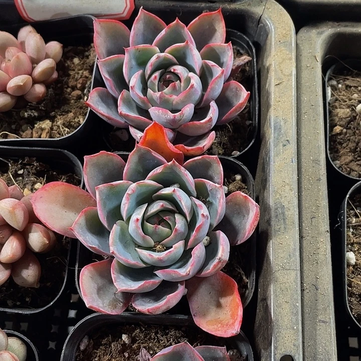 赫拉2.8带盆土发货