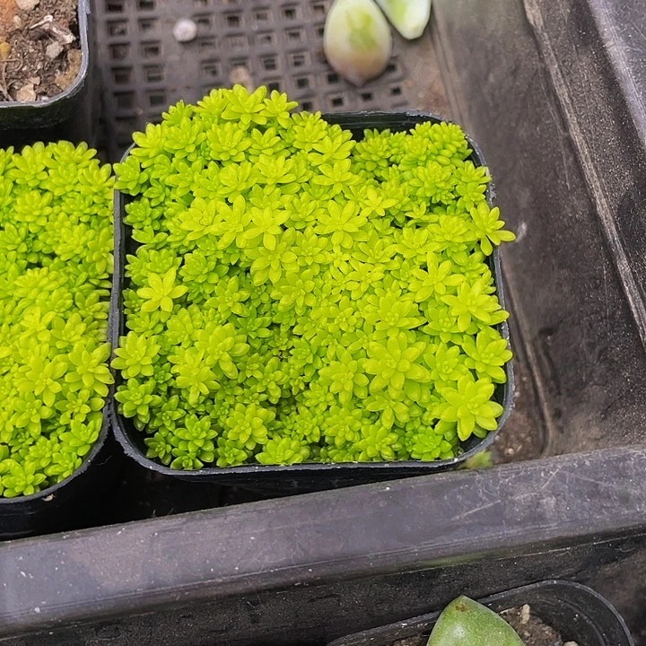 黄金草2.8带盆土发