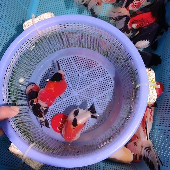 金鱼045兰寿三只特价顺丰包邮