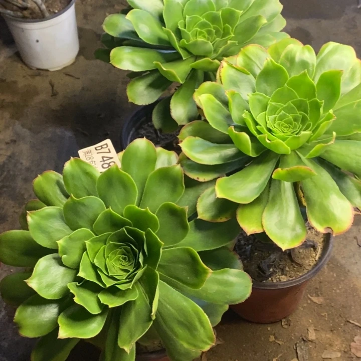 星***辰3盆多肉断头不包748