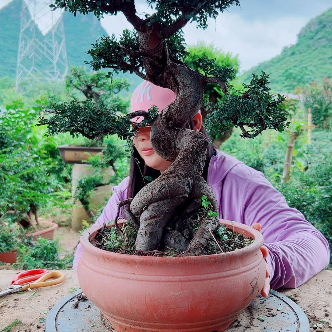 完全开放榆树喜阳喜水耐高温耐寒