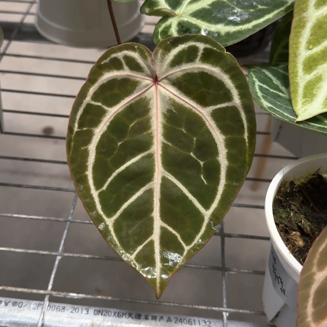 不开花植物红水晶杂银色面纱