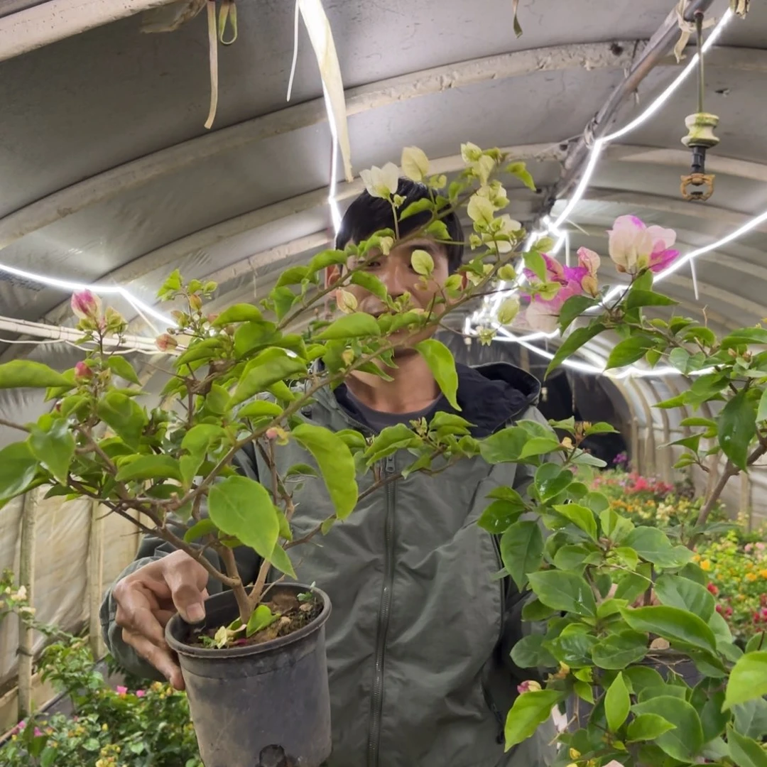 全部花苞（章红樱2）三角梅会落花落叶会光杆苗有大有小