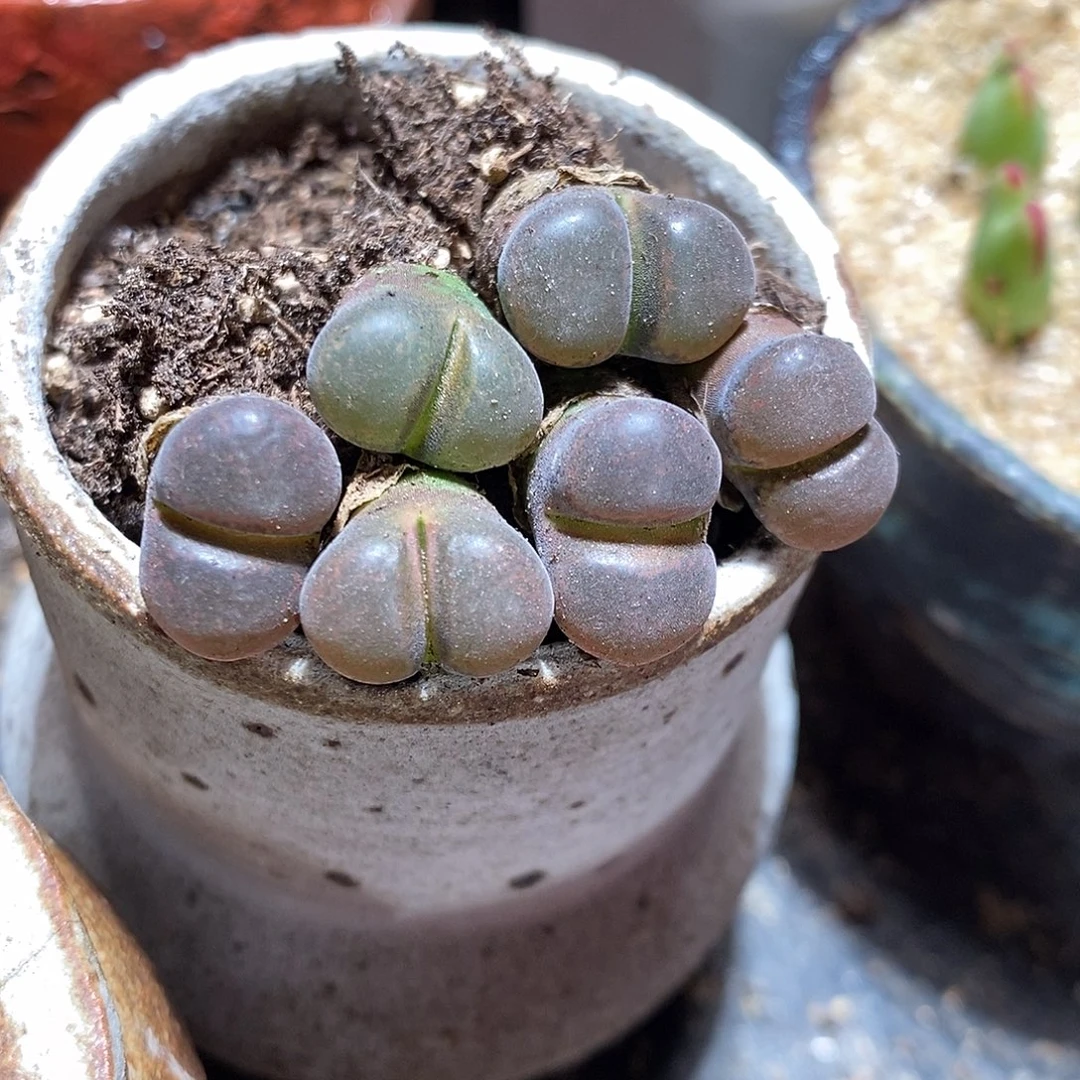 福利一颗黑玫瑰风铃。