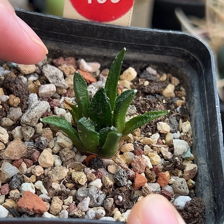 实生辛顿牡丹3.2cm