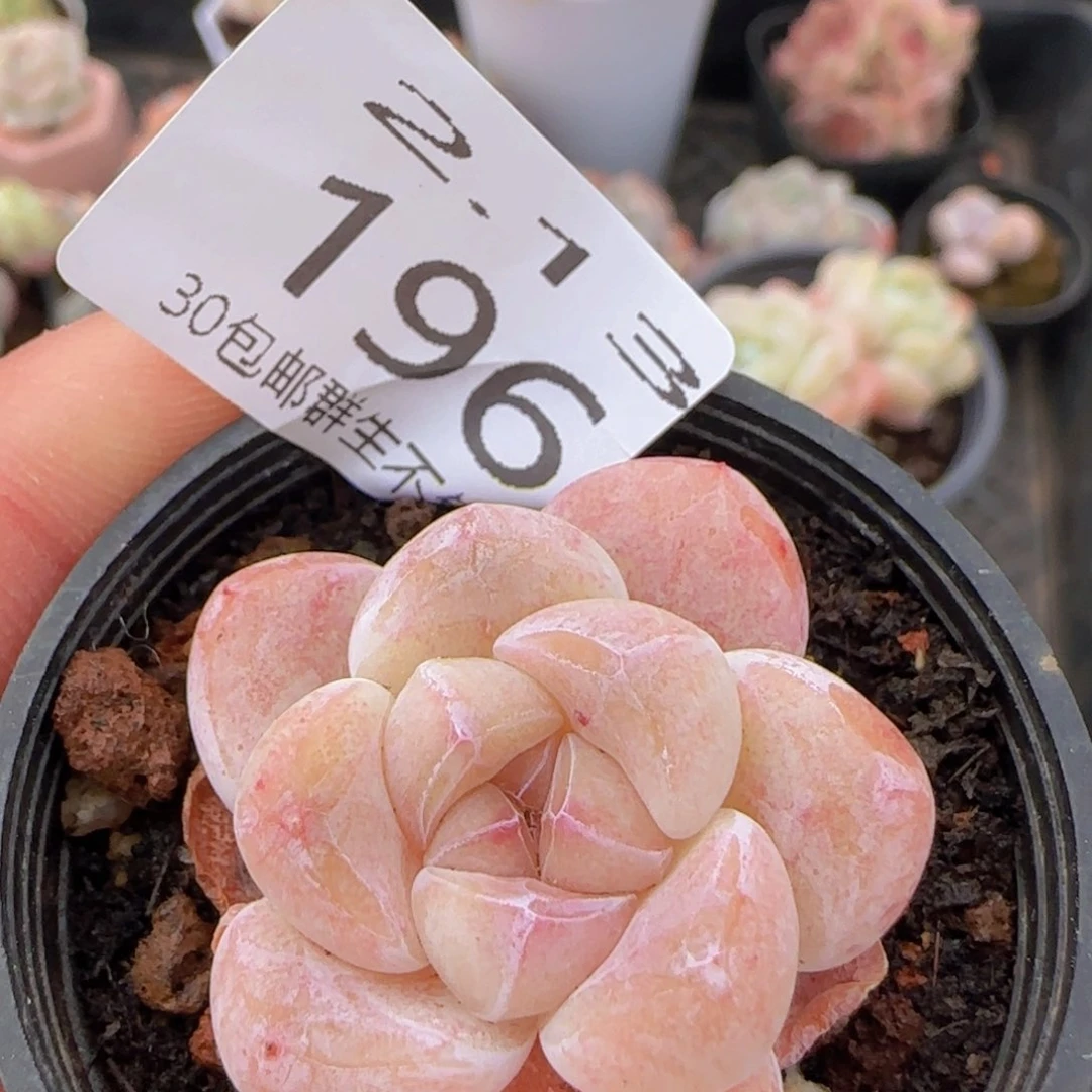 冰玉单头一颗脱土发货