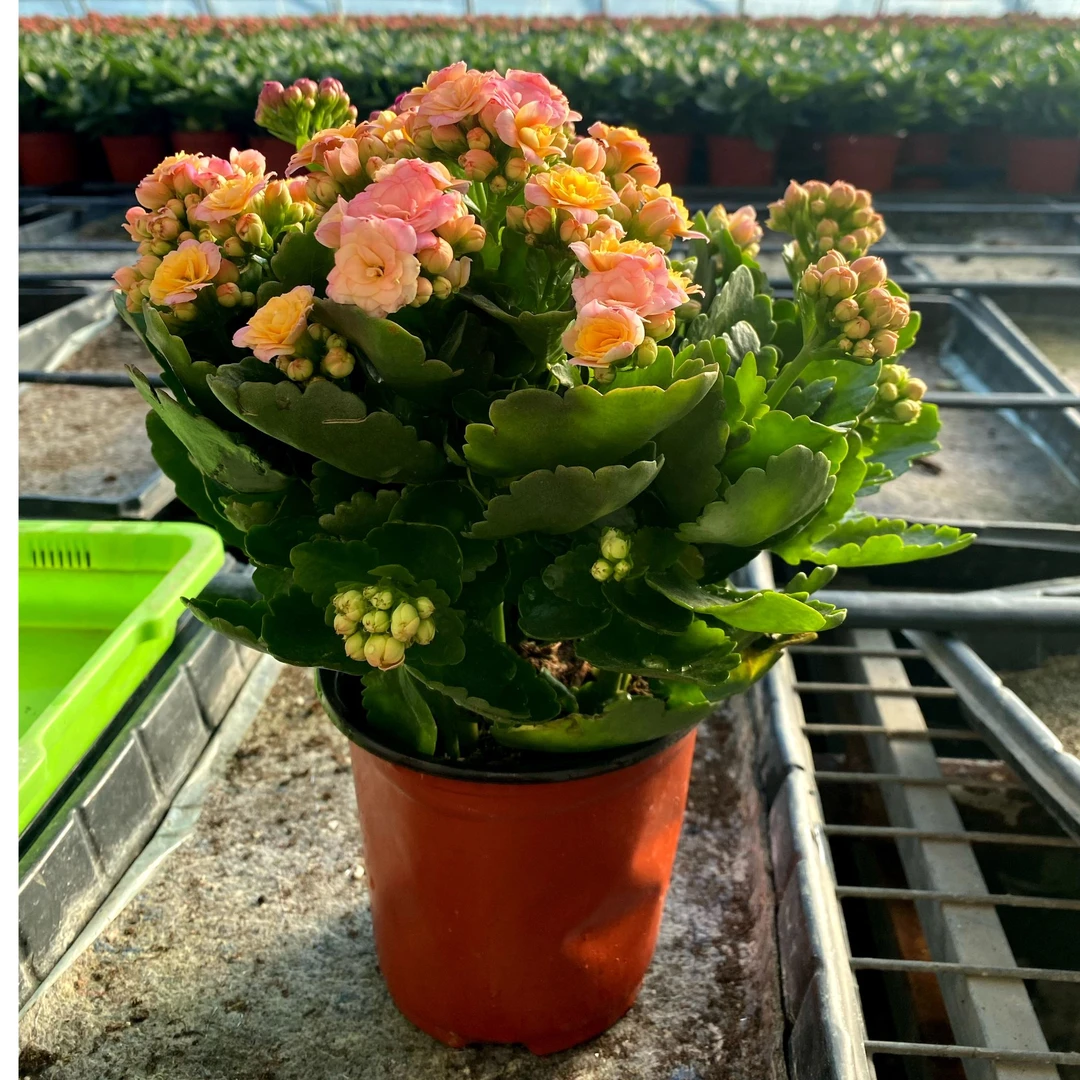 【140盆幻彩系列】双娇长寿花一代母苗 基地直发