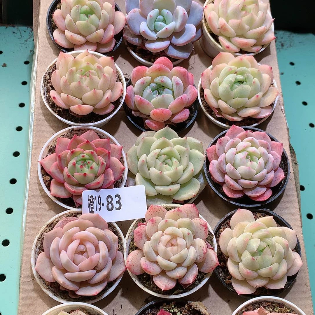 19-83一物一拍带盆18颗。