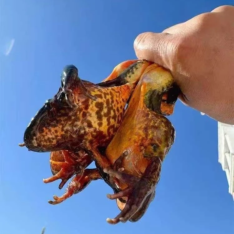 东北河鲜吉林大母豹甲鱼买一斤送一斤