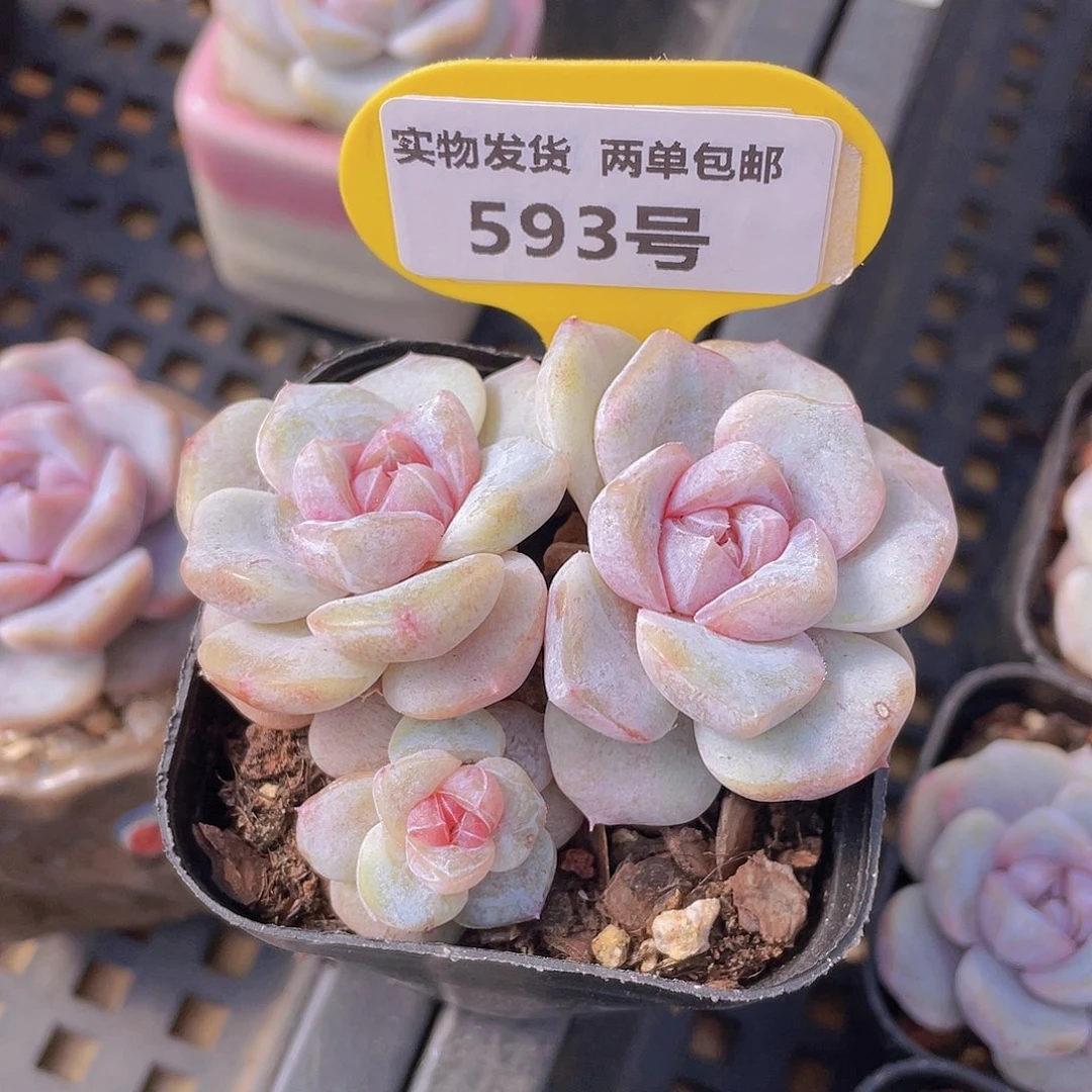 593号 芋圆啵啵群生一个