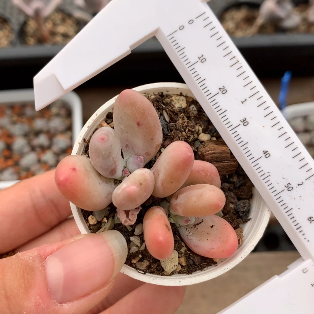 蛋黄奶酪多肉植物