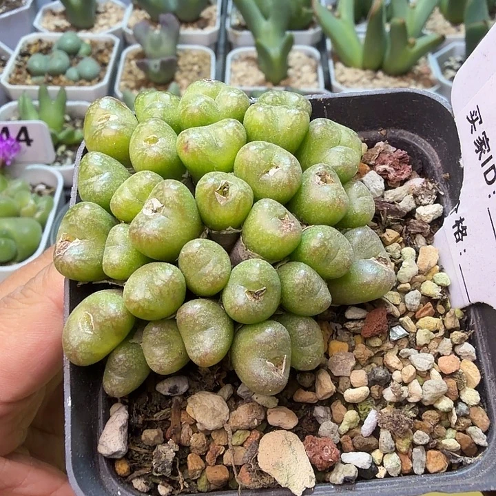 097。满38包邮肉锥