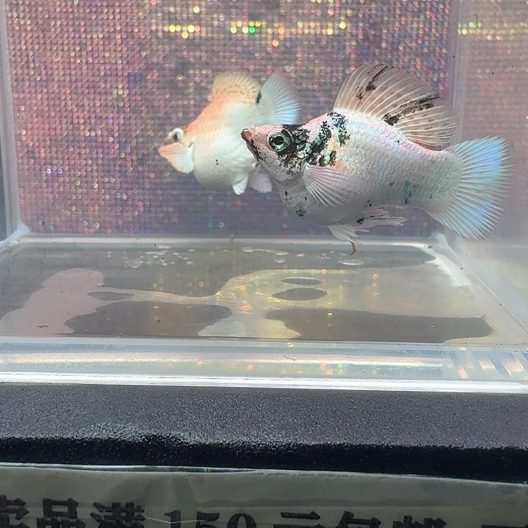 泰国红头玛丽球一对，带胎