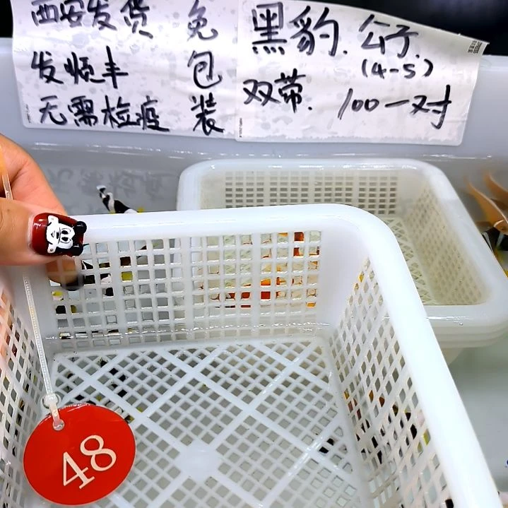 番茄小丑3配5/5-46-27/48