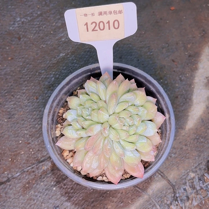 @*歌百达翡丽一物一拍12010