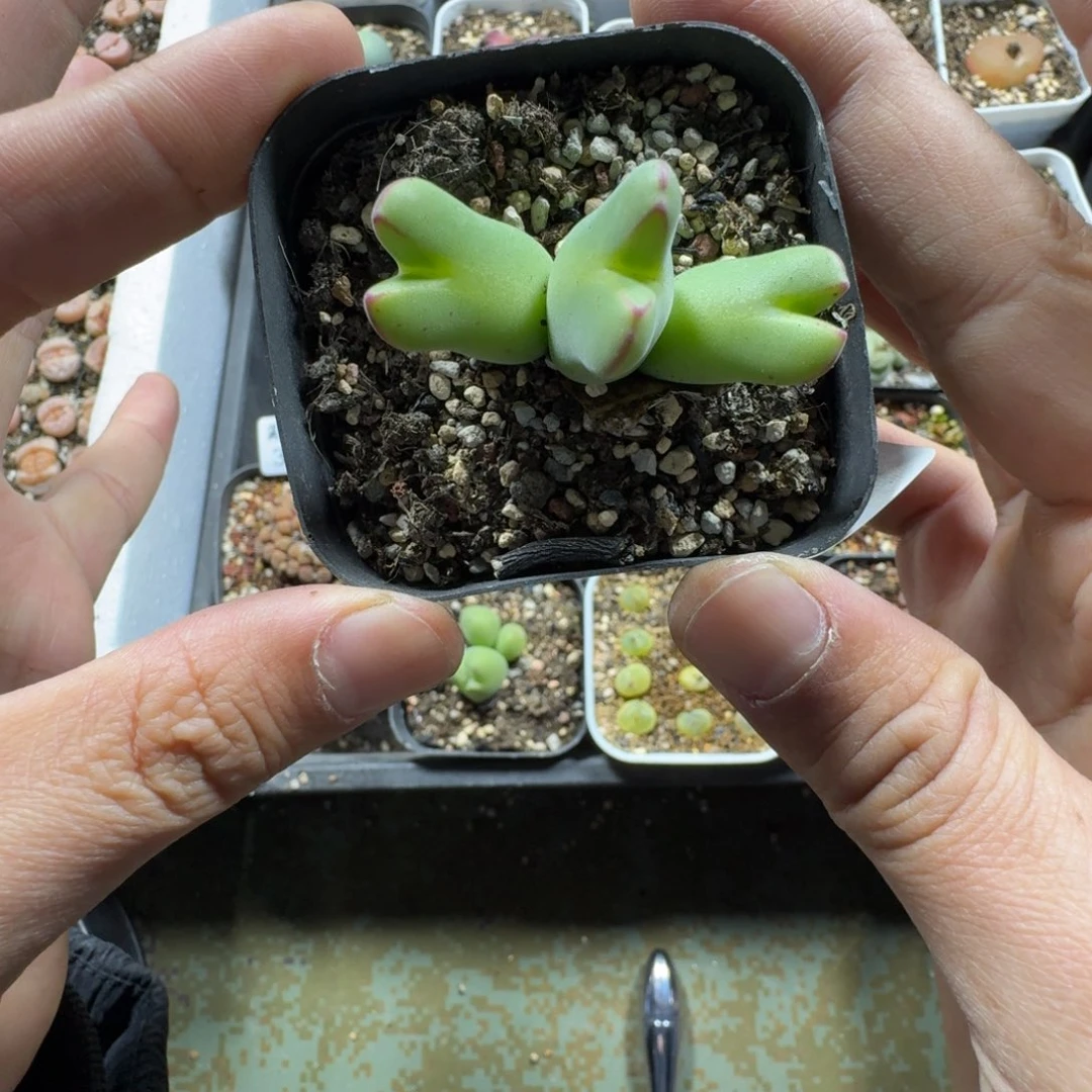 3346。毛少将一颗。带盆土