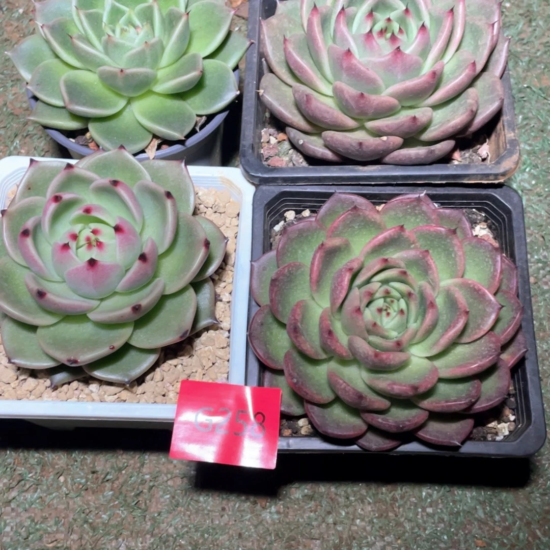 湫***宇多肉植物多肉植物258四颗