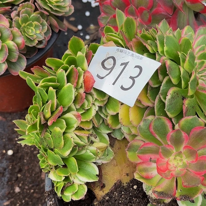 芬***芳多肉植物福啊913个