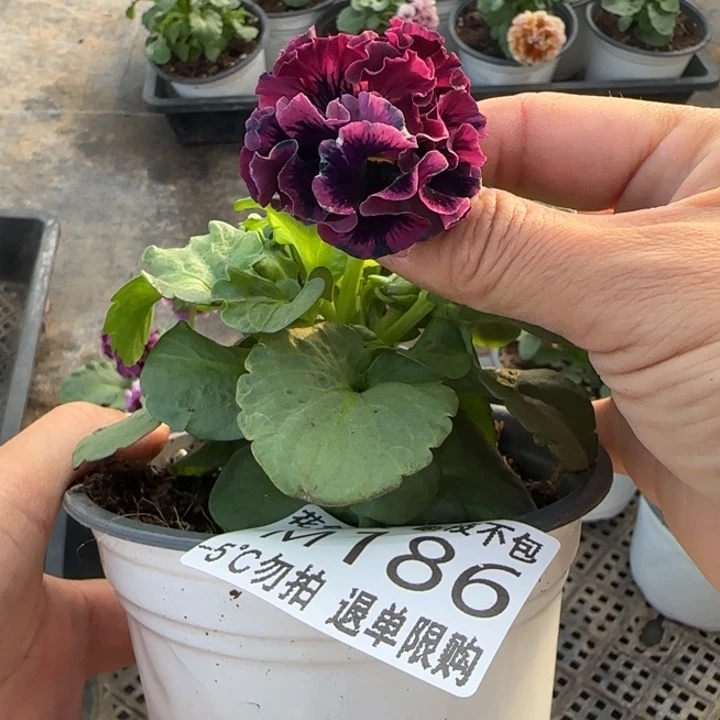 幸***的无花朵M186角堇小苗一物一拍默认苗晃