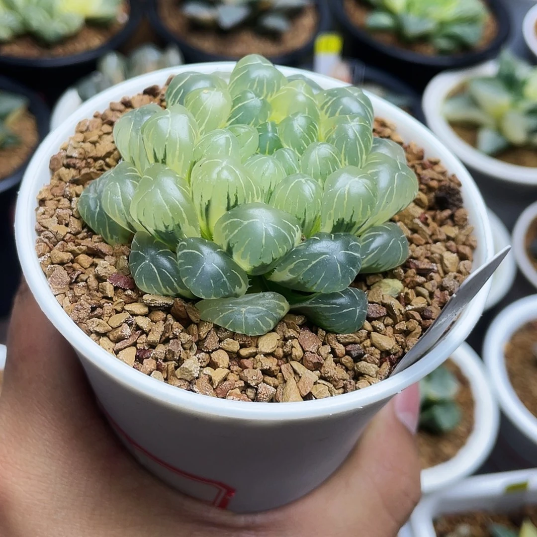 冰***糖专拍专拍专拍专拍专拍