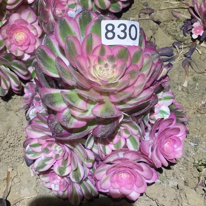 多肉植物法师830倾城
