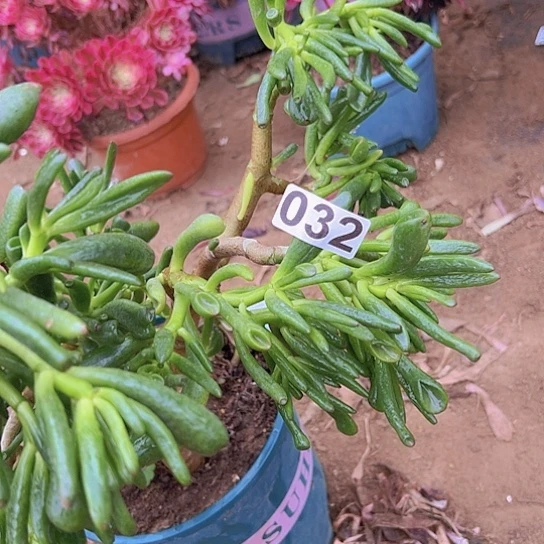 初***夏多肉植物一个法师