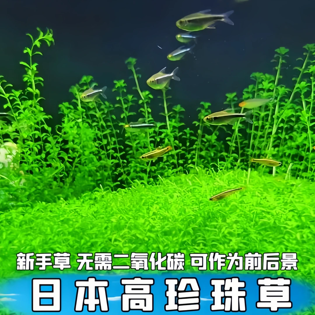 日本高珍珠水草坨草