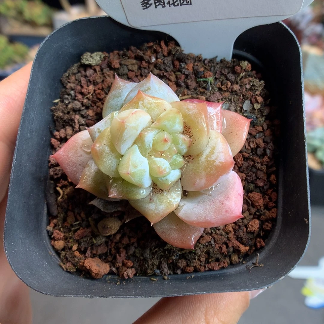 871粉钻石化多肉植物