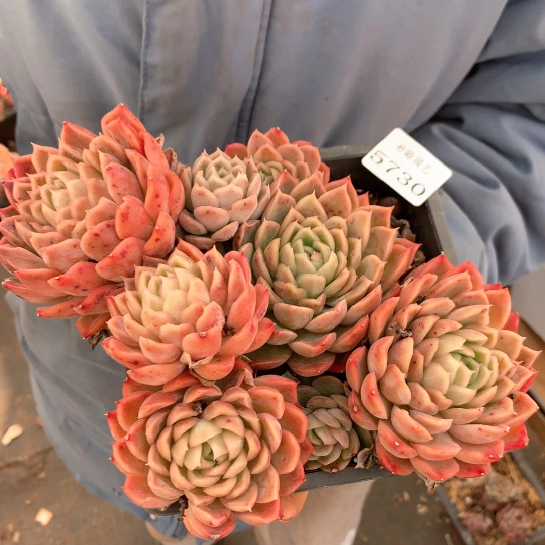 5730瑕疵不售后特价处理