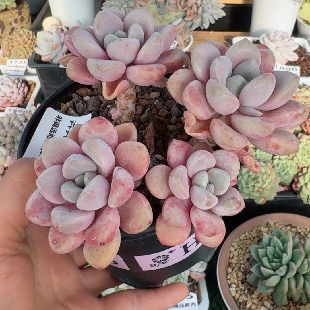 1802一物一拍/满28包邮