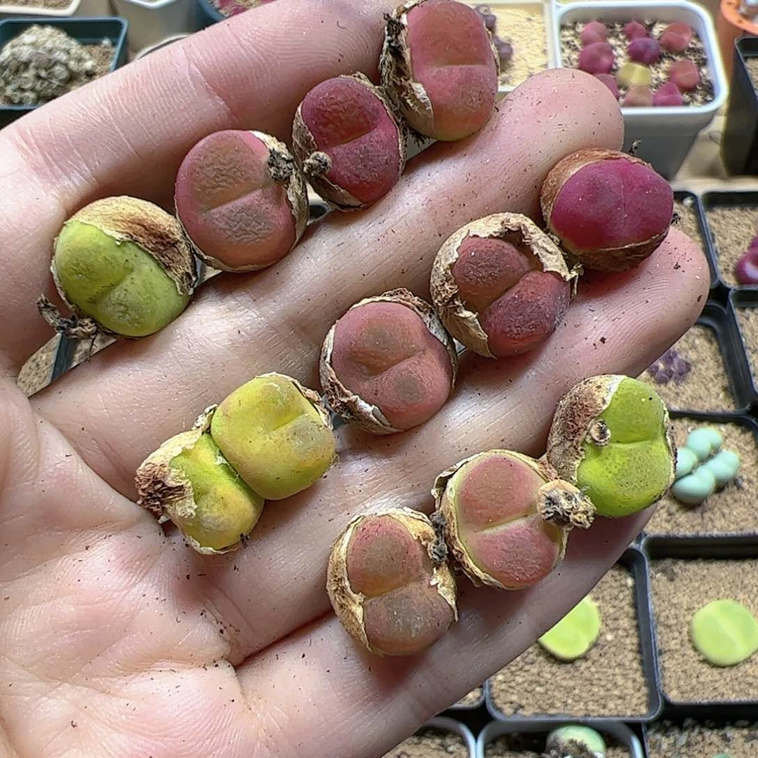 【闪购商品】38 一手