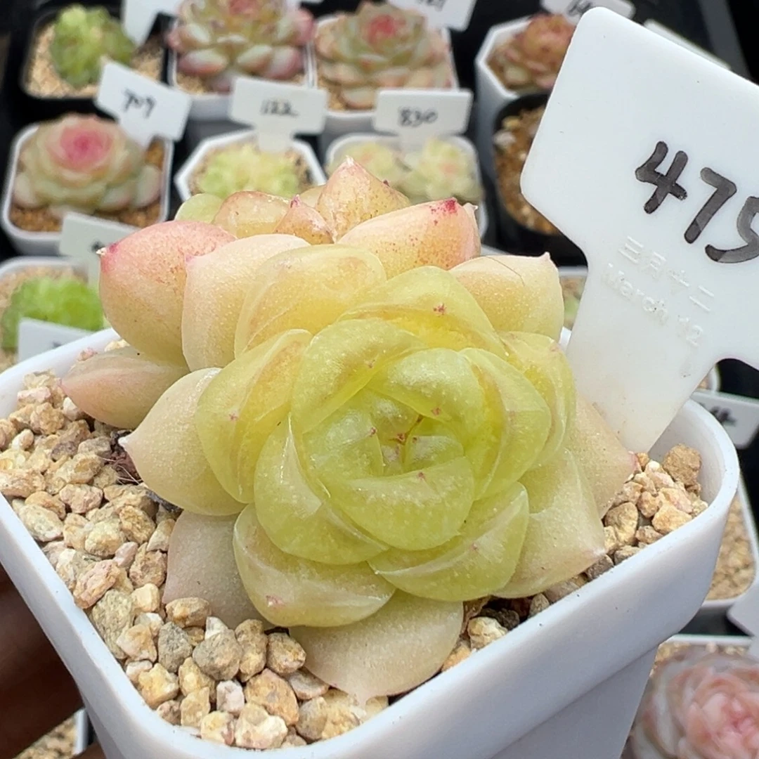 475号财富密码c8母本