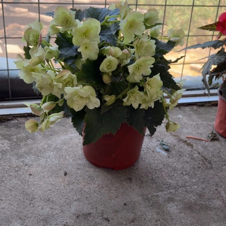 完全开放大盆绿飞翔