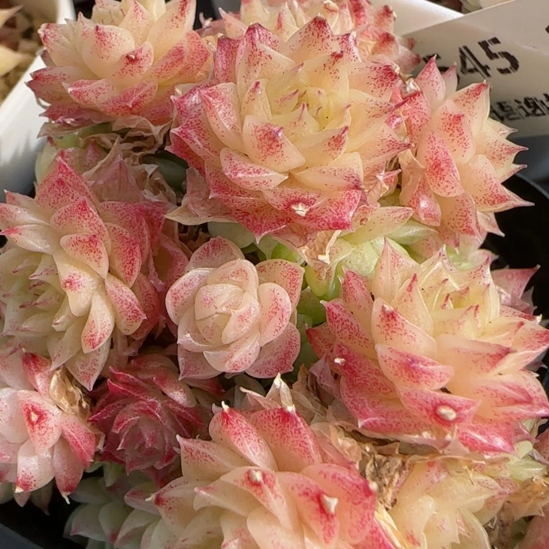 花语逸镜0208-557散