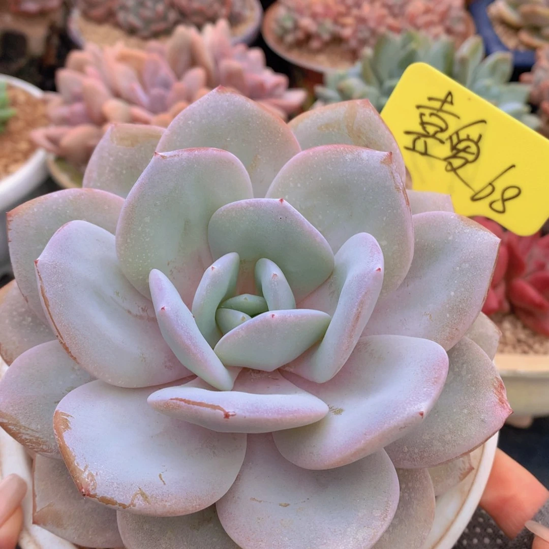 我家的小姐姐们都是我的小可爱