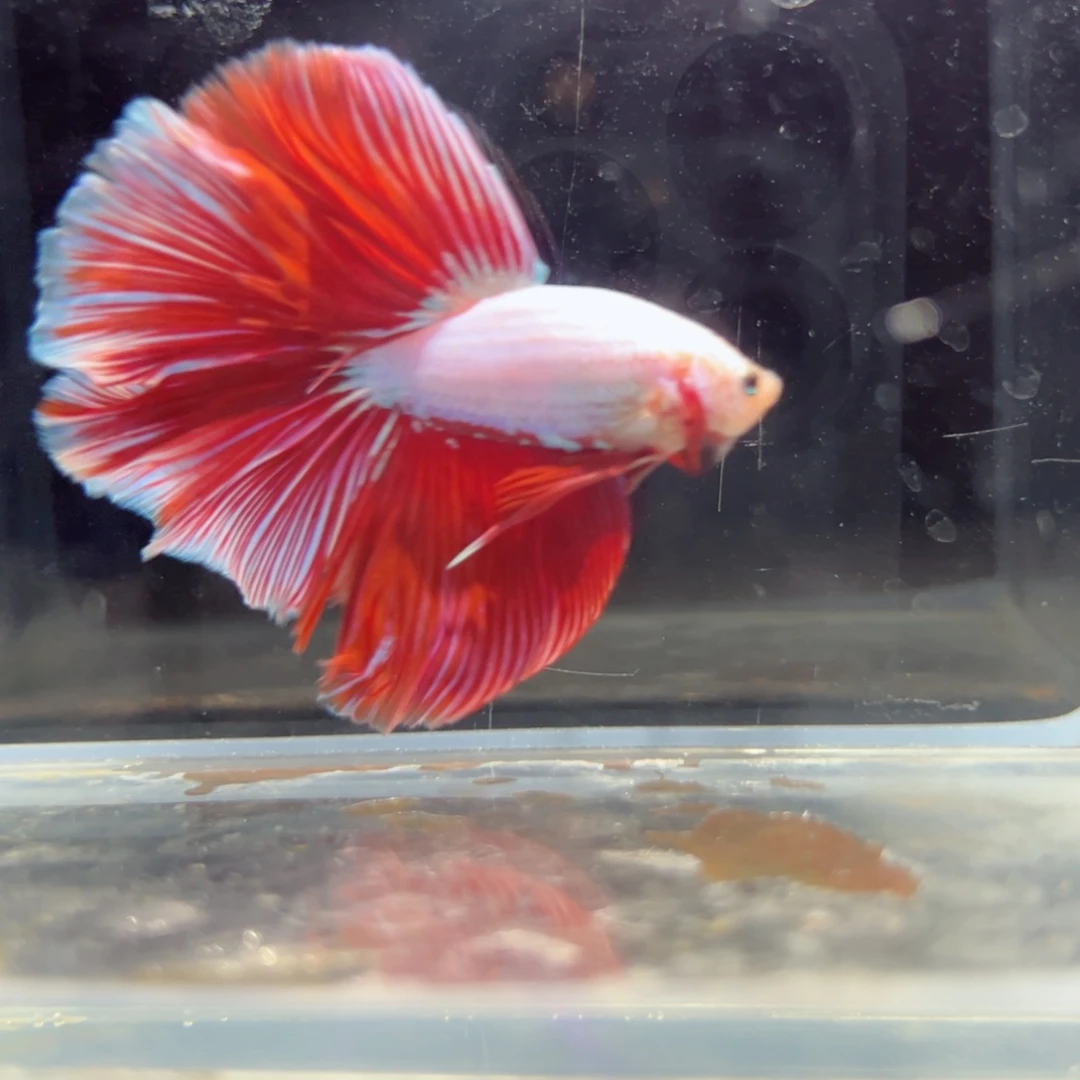 斗鱼浅色特殊尾hhhh