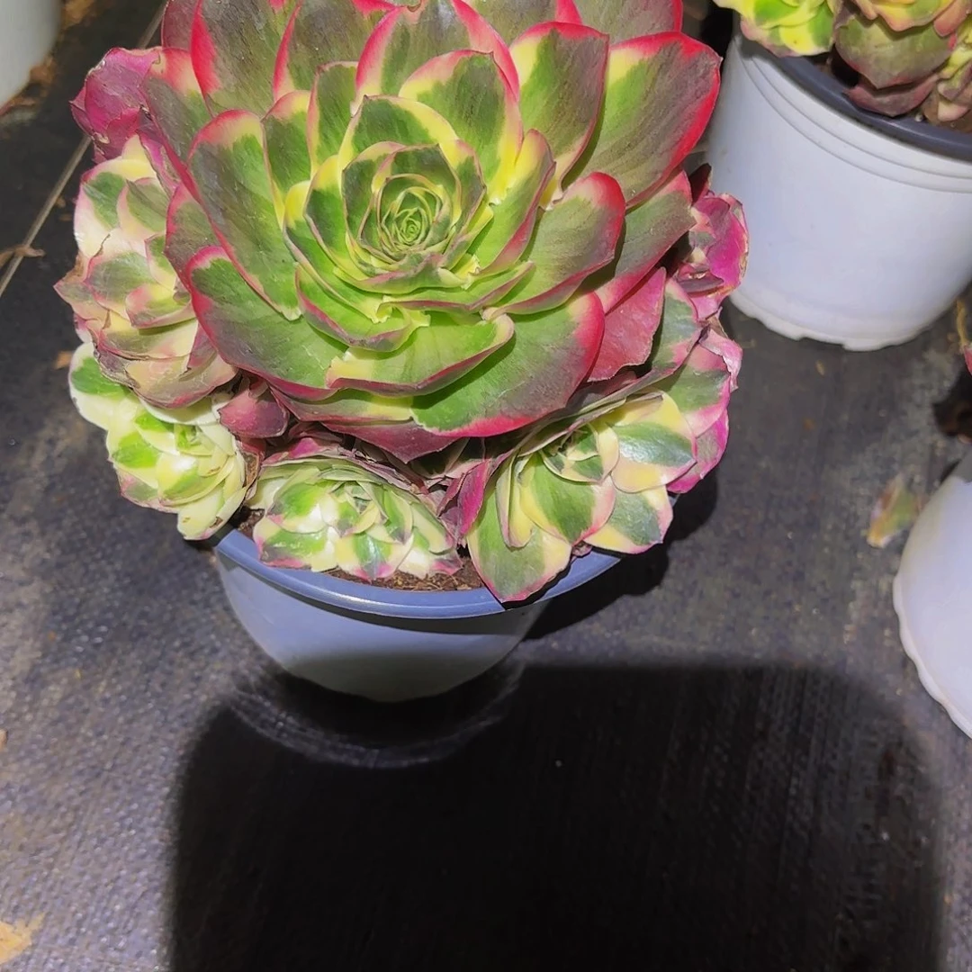 熊***兵319多肉植物植物植物发