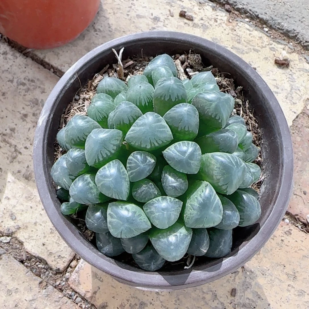 无花朵蓝镜群生玉露特价