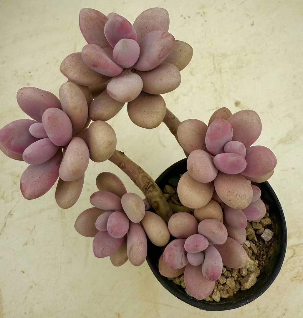 【桃蛋精控】带盆带土发货 云南维维多肉 新手好养  多肉植物