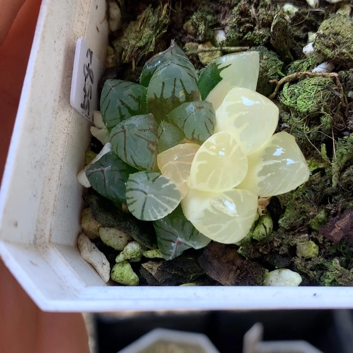霓虹灯玉露锦daiernvt